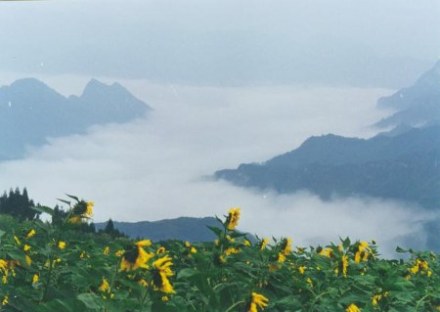 石门银峰