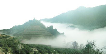 广济寺茶园实景图